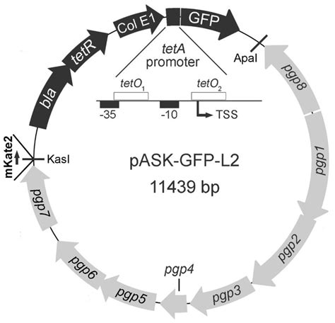 Shuttle vector with GFP expression under Tet control. The E. coli... | Download Scientific Diagram