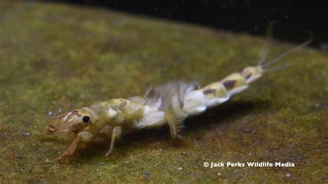 Mayfly Nyphm, Stonefly Larvae, Caddisfly Larvae Underwater - YouTube