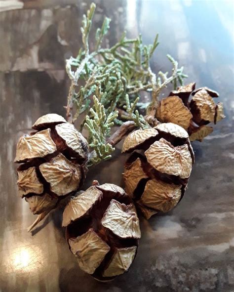 three pine cones are sitting on a table