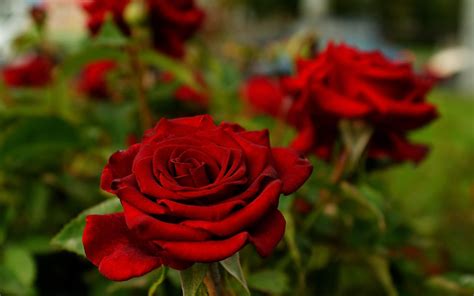 flowers, Rose, Depth Of Field, Nature, Red, Red Flowers Wallpapers HD ...