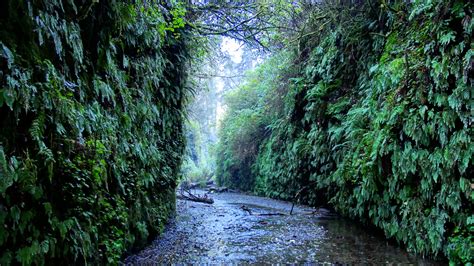 Fern canyon, Prairie Creek Redwoods State Park. [OC][4096 × 2304] : r/EarthPorn