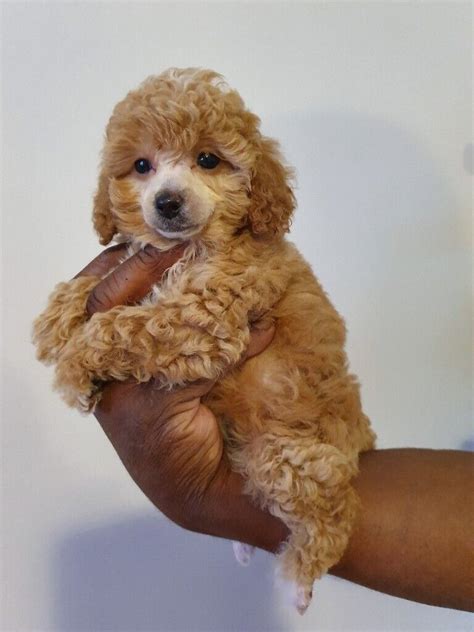 Stunning apricot female toy poodle extensively health tested | in Plymouth, Devon | Gumtree