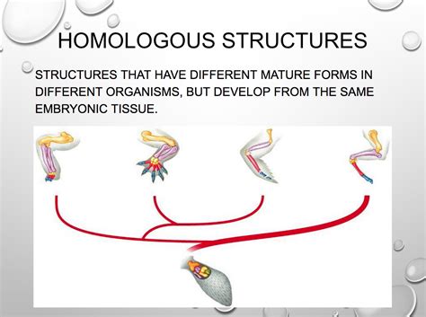 Seventh grade Lesson Evolution - Homologous Structures & Embryology