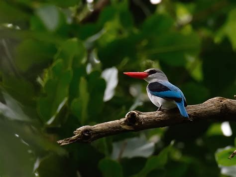 Mangrove Kingfisher - eBird