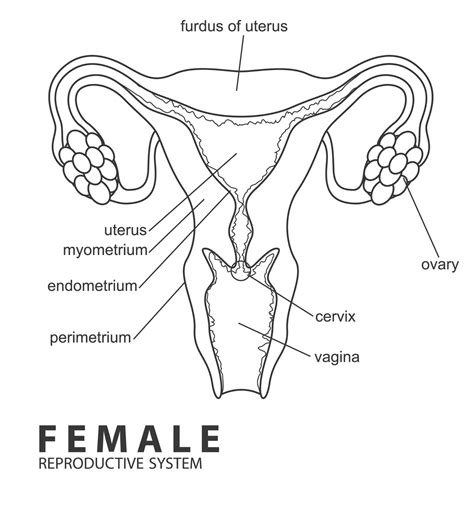 Female reproductive system outline, Vector Illustration 22674066 Vector Art at Vecteezy