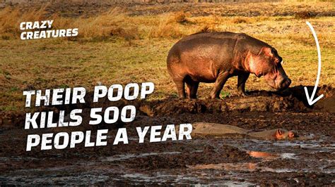 Why Are Hippos So Fat? 17 Most Correct Answers - Barkmanoil.com