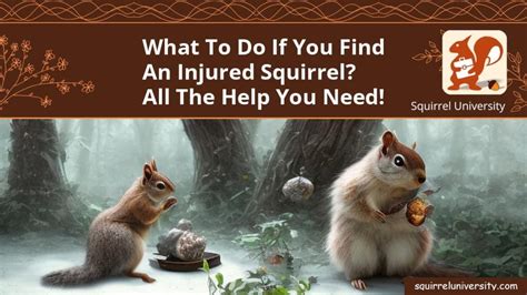 What To Do If You Find an Injured Squirrel? All The Help You Need ...