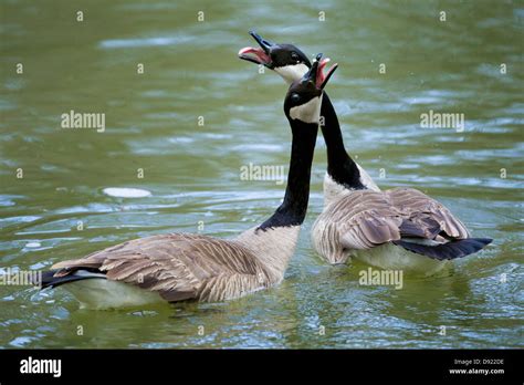 Canadian Geese honking Stock Photo - Alamy