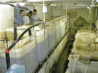 Tilapia farming for smallholders | Farmer's Weekly