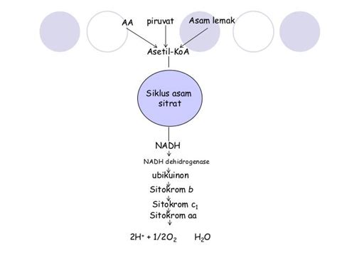 Oksidasi biologi dan bioenergetika