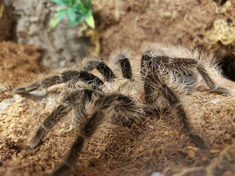 Curly Hair Tarantula (Tliltocatl albopilosus) Care — The Tarantula ...