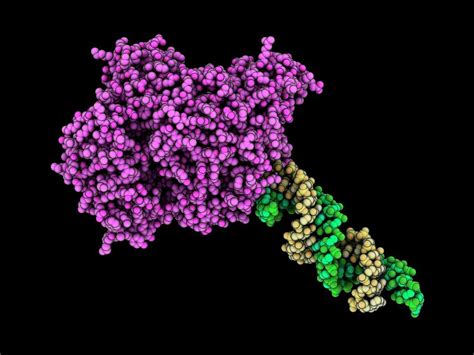 Argonaute Protein Complexed With Rna Photograph by Laguna Design/science Photo Library - Fine ...