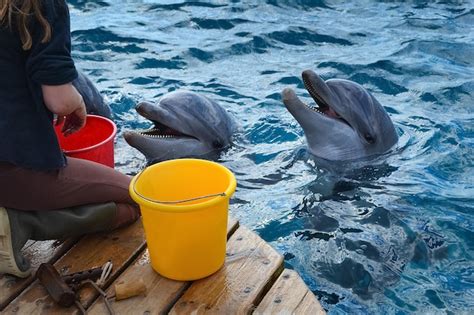 Premium Photo | Girl feeding wild dolphins on the sea coast