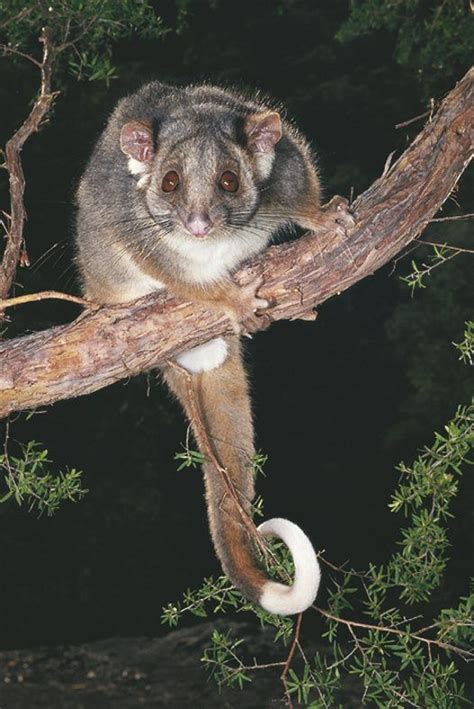 Ringtail Possum | Australian native animals, Australian mammals ...