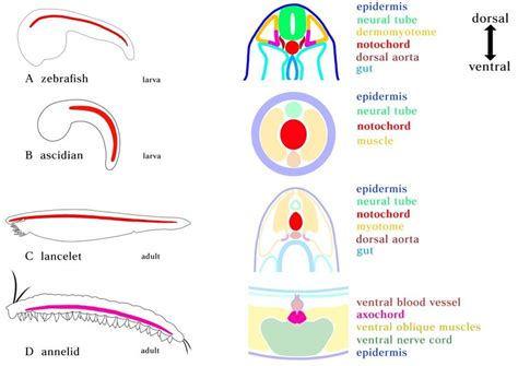 Position of notochord and axochord in bilaterians. (A) Zebrafish... | Download Scientific Diagram