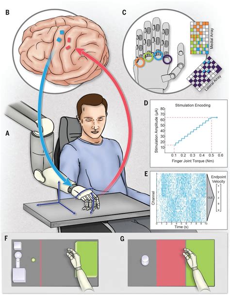 A brain-computer interface that evokes tactile sensations improves robotic arm control | Science