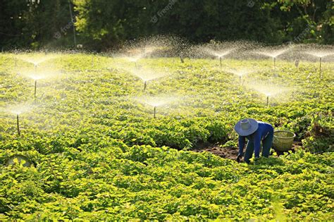 Premium Photo | Vegetable irrigation system in Thailand