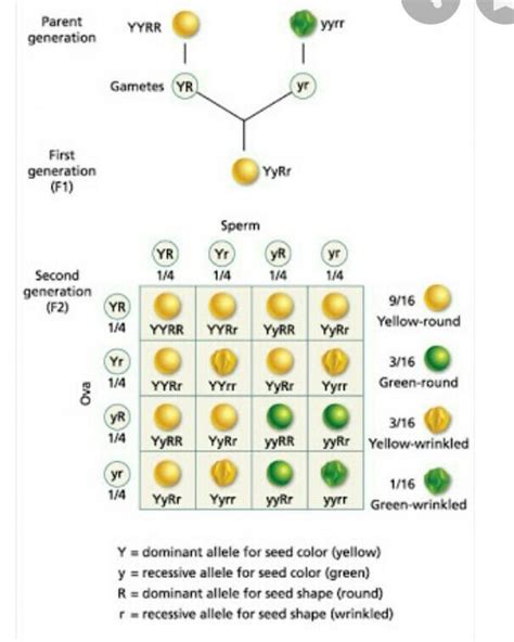 How to show a F1 generation dihybrid cross? - Brainly.in