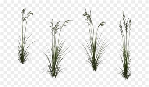 Grass Clipart Tall Grass - Tall Grass Transparent Background - Png ...