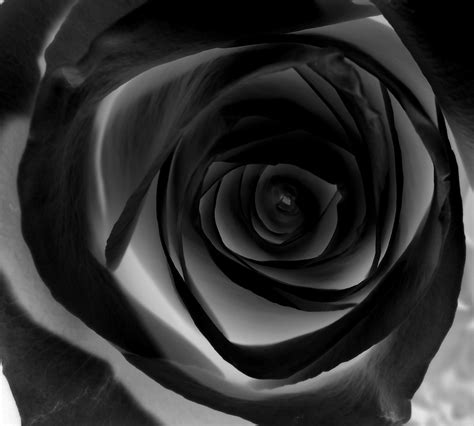 Free download Black rose wallpaper Hd For Walls for Mobile Phone widescreen [1671x1503] for your ...