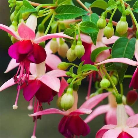 Multi-Varieties Fuchsia Seeds, 100pcs/pack