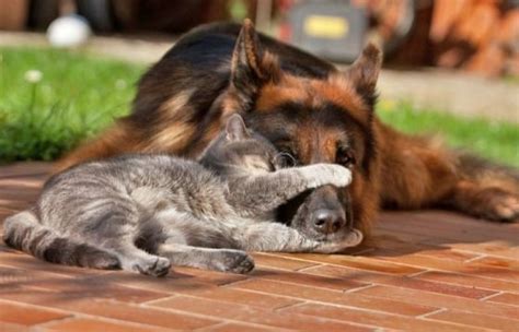 Unlikely Friendship Between Grey Kitty and German Shepherd - Love Meow