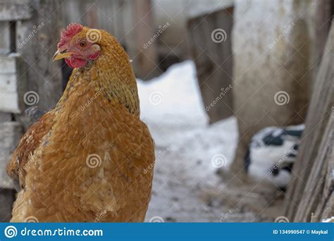 Adult Orange Chicken Pecks of Grain Outdoors Stock Image - Image of black, herb: 134990547