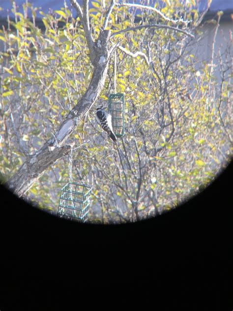 Downy Woodpecker - FeederWatch