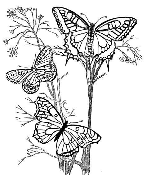 Monarch butterfly coloring pages download and print for free