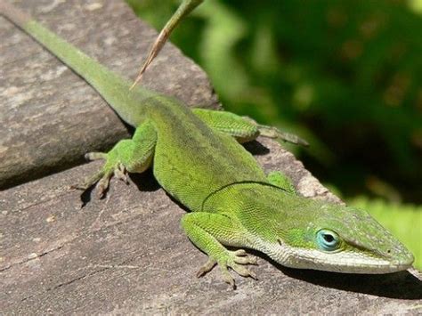 How to Create a Habitat for a Green Anole Lizard | Anole, Lizard ...