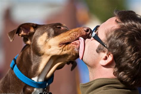 File:Licking dog.jpg - Wikimedia Commons