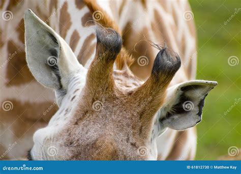 Close up of giraffe stock photo. Image of large, close - 61812730