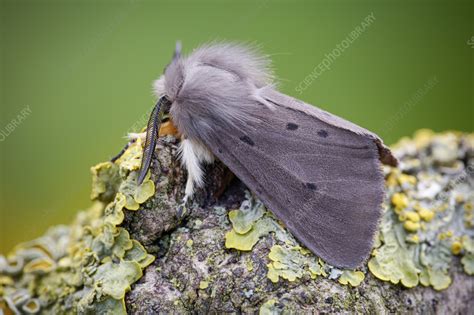 Muslin moth - Stock Image - C057/7105 - Science Photo Library