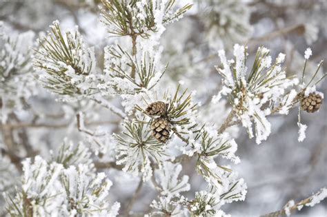 Snow on a Pine Tree