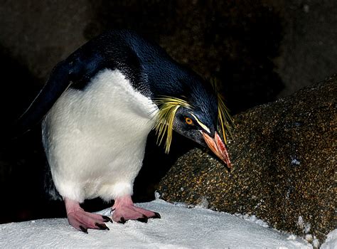 What are Penguins Feet Called? - Penguins Blog