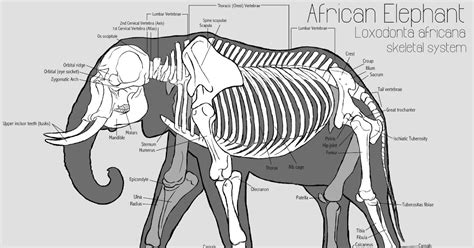 Chris Roman: Elephant Anatomy Study