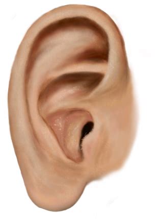 Ear PNG Transparent Images - PNG All