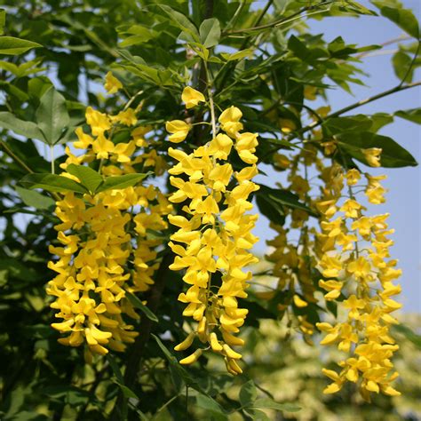 Laburnum Tree - Laburnum Vossii | Mail Order Trees