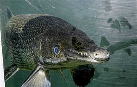 Meet The Alligator Gar, Texas' 10-Foot-Long 'Megafish'