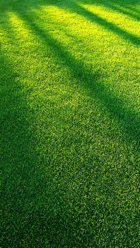 Details 66+ green grass wallpaper - in.cdgdbentre