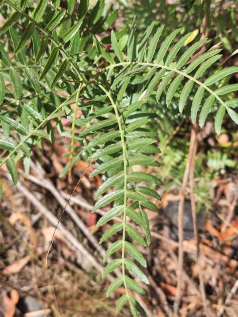 Peppercorn Tree from Rocky Hall NSW 2550, Australia on February 28 ...