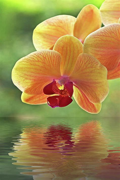 Oriental Orchid Spa Photograph by Gill Billington | Fine Art America