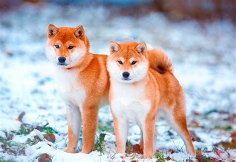 Conoce las curiosidades de la raza Shiba Inu