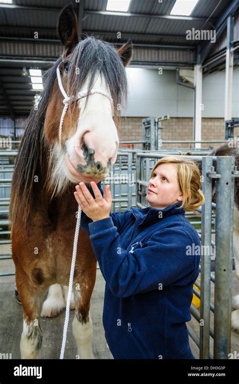 Showing a Clydesdale horse at a horse show Stock Photo - Alamy