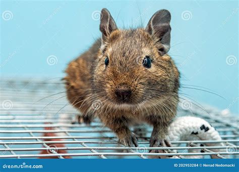 The Common Degu is a Small Hystricomorpha Rodent Endemic from Chile. Stock Photo - Image of ...