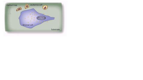 Combined Single Cell Manipulation and Chemomechanical Modeling to Probe ...