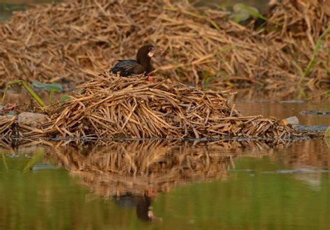 Cormorant in its habitat stock photo. Image of sunny - 86851854