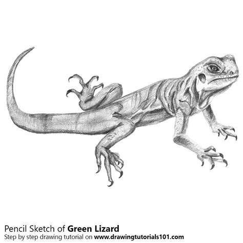 Green Lizard with Pencils | Drawings, Lizard, Easy drawings