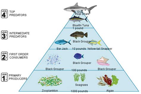 Biomass Pyramid Ocean