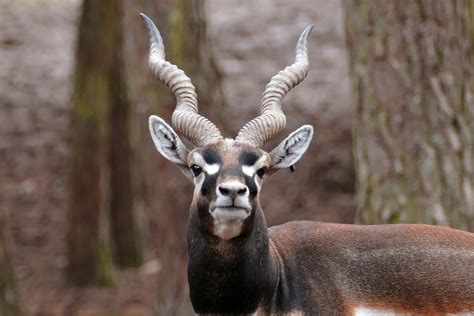 Antelope with horns image - Free stock photo - Public Domain photo ...